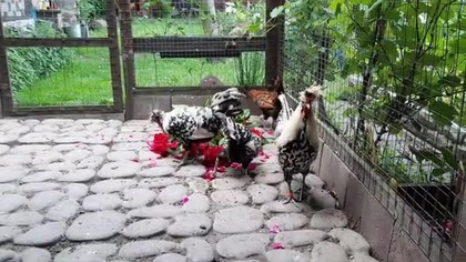 Appenzellery i róże