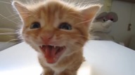 Dubstep cat