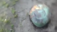 Ruski garnek + petarda