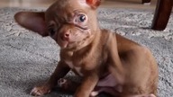 Tolek się nudzi #chihuahua