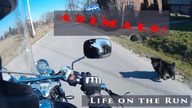 Animal problem for the motorcyclist - LotR