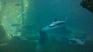 AFRYKARIUM WROCŁAW 13 08 2023 (13)