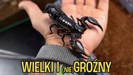 Mój NAJWIĘKSZY skorpion Heterometrus