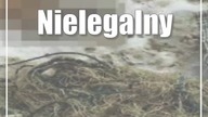 Nielegalny połów ryb obalony
