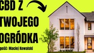 Jak uprawiać CBD w DOMU? (Pozwolenie, nasiona, odmiany, kary) | Maciej Kowalski