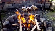 Spit pigeons /gołębie z rożna / Garden kuRaż