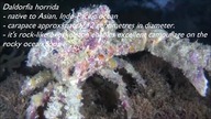 Top 10 Most Beautiful Crabs list
