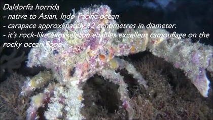 Top 10 Most Beautiful Crabs list