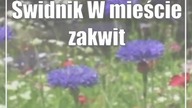 Świdnik: W mieście zakwitły łąki kwietne (foto)