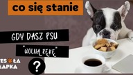 Co będzie, gdy dasz psu Wolną rękę?