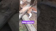 Wszyscy stracili już nadzieję że ten kotek jeszcze będzie kiedyś chodzić.  Weterynarz zdziałał cuda.