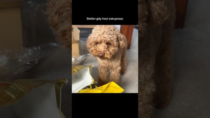 Stefan też uwielbia zakupy