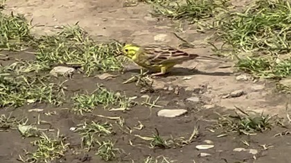 Ptak upolował robaka #ptak #robaki #przyroda #ptaszek #polowanie