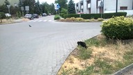 NATIONAL GEOGRAPHIC 2 Cat vs pigeon Kot vs gołąb Theatrum Illuminatum
