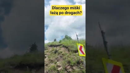 Dlaczego miśki łażą po drogach? #autostop #romania #podróże #travelvlog #vlog #viral #travel