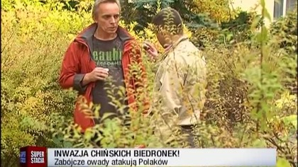 Inwazja biedronek mutant&oacute;w