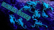 GANG ŚWIECĄCYCH SKORPIONÓW  Grupówka Euscorpius