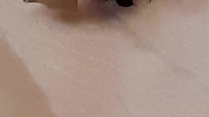 Adult Subulina octona size #cute 