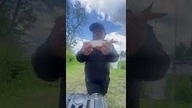 Niemiecka płoć roteauge na kukurydzę