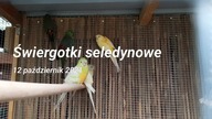 Świergotki seledynowe