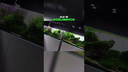Klucz do zdrowego akwarium #AquaPlant #akwarium #aquascape #akwarystyka