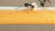 Polyrhachis dives 7 dzień budowy gniazda  #ants #hodowla #nature #animals #plants #insects #mrówki