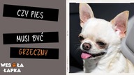 Czy każdy pies musi być grzeczny
