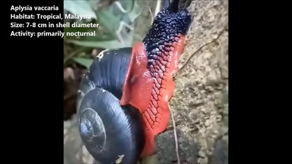 Top 15 most beautiful snails & slugs