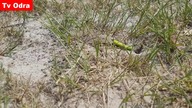 Wasp laying eggs in a caterpillar - LiveLeak