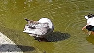 Co to za kaczka? (What kind of duck is it?)