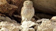 Little Owl / Pójdźka / Athene noctua