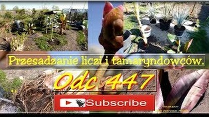 Odc 447-Przesadzanie Liczi i tamaryndowców.  Następny film będzie o papajach.  Liczi, tamaryndowiec