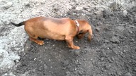 Jamnik / Dachshund