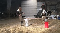 11-latka nauczyła byka skakać przez przeszkody!