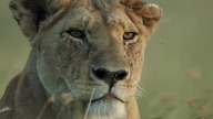 Dynasties. cz. 3 (2018)