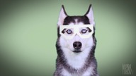Mishka Dupstep