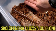 SKOLOPENDRA jest wielka, MODLISZKI są nowe, a PTASZNIKI chcą jeść! Co słychać u ?#26