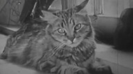 Private Life of a Cat (1947) Experimental Film About Cats! Alexander Hammid & Maya Deren