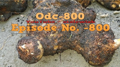 Odc-800-Cz nr1-Wykopywanie wielkich pałczych,oddzielanie bulw,zimowanie w gruncie?Ogólne porady.