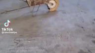 MŁODY NA BUDOWIE CZ 2 SHORTS