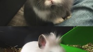 Baby vs adult #bunnies #cute #pets #rabbit #shorts #viralvideo #adorable