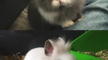 Baby vs adult #bunnies #cute #pets #rabbit #shorts #viralvideo #adorable