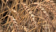 Fields of Gold