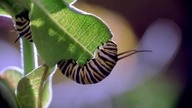 WIELKIE MIGRACJE
