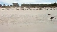 Australijskie Kangurki