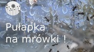 Pułapka na mr&oacute;wki. Jak zrobić pułapkę na mr&oacute;wki?