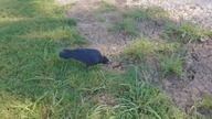 LiveLeak - Bird Steals Pipe
