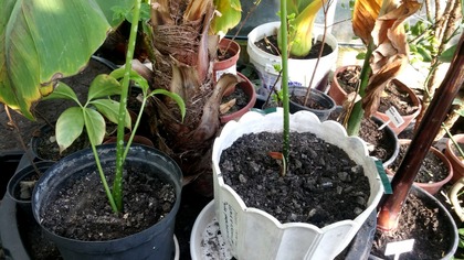 #215.  CZ. 1 Dziwidło olbrzymie z nasion- Amorphophallus titanum- 