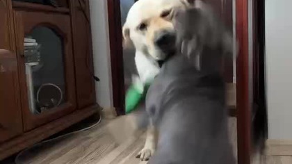 74b3ba45-f572-49d7-93c2-b32c8d579b4b