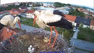 Likwidacja pisklaka - dop się wykluł